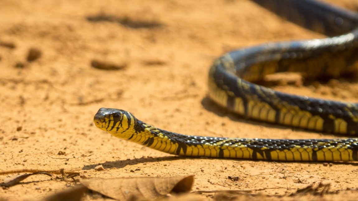 BR-319 - Registro de Caninana (caninana (Spilotes pullatus).jpeg