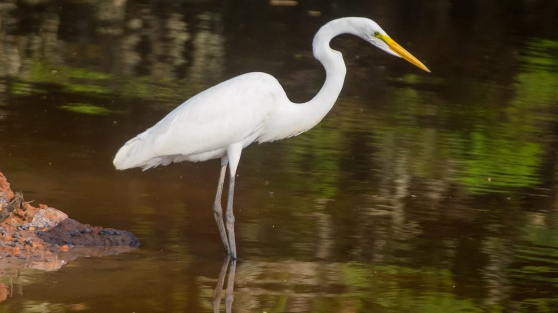 Garça-branca-grande (Ardea alba).jpeg