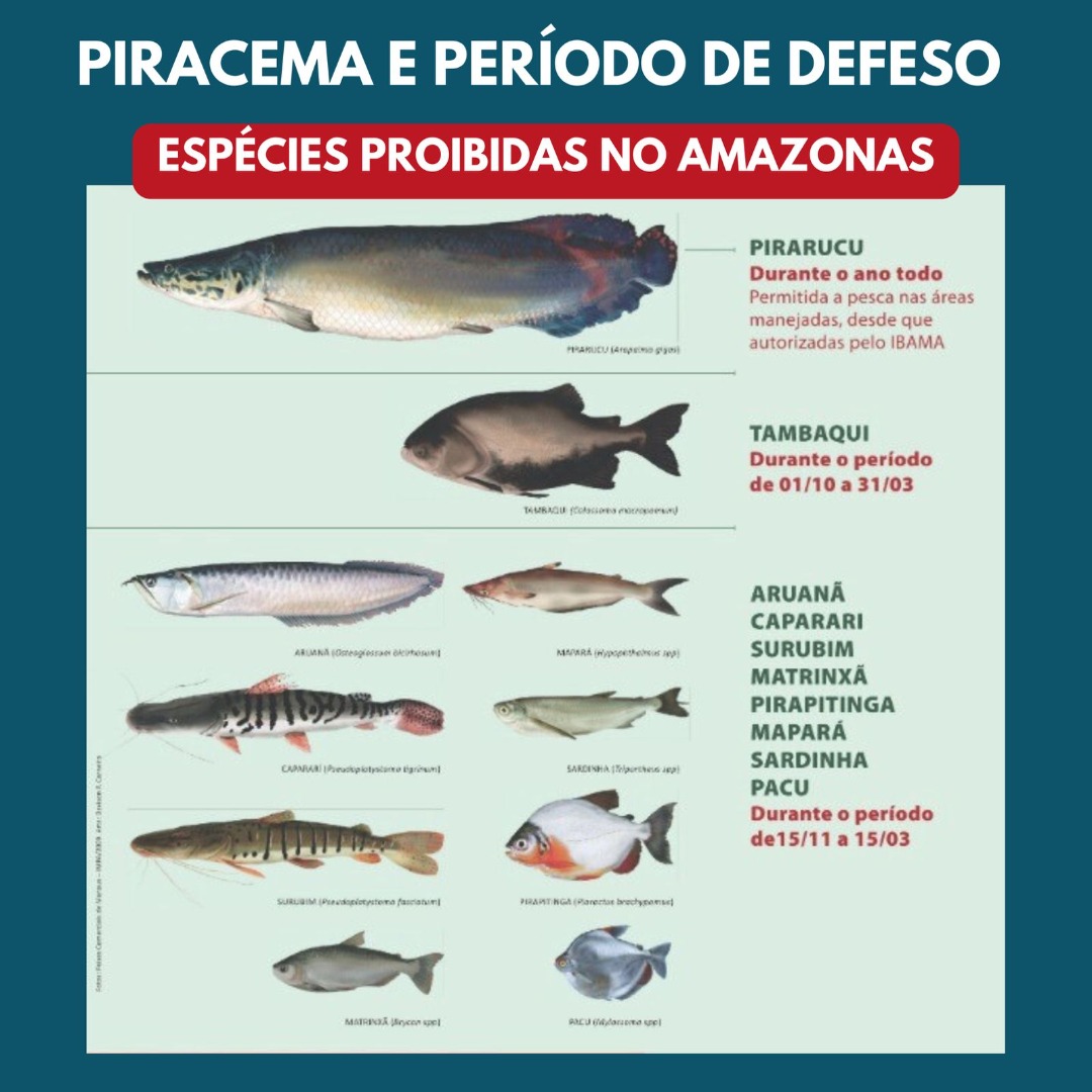 Piracema e Período de Defeso na Amazônia: o que você precisa saber
