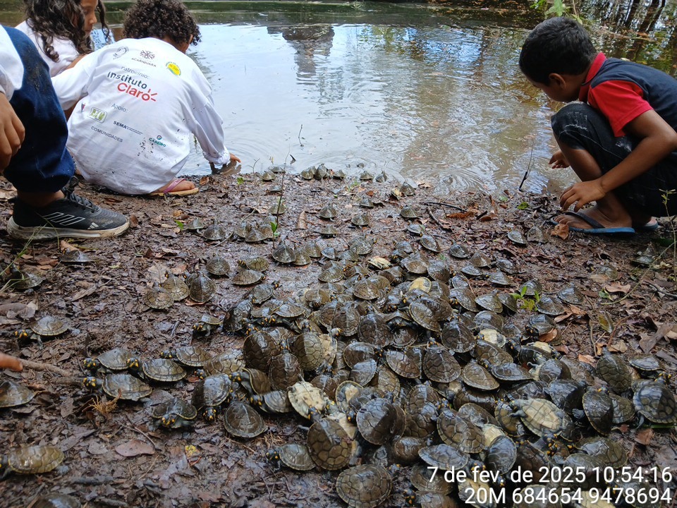 Comunidades da RDS Igapó-Açu organizam a XVI Soltura de Quelônios do Projeto Pé-de-Pincha