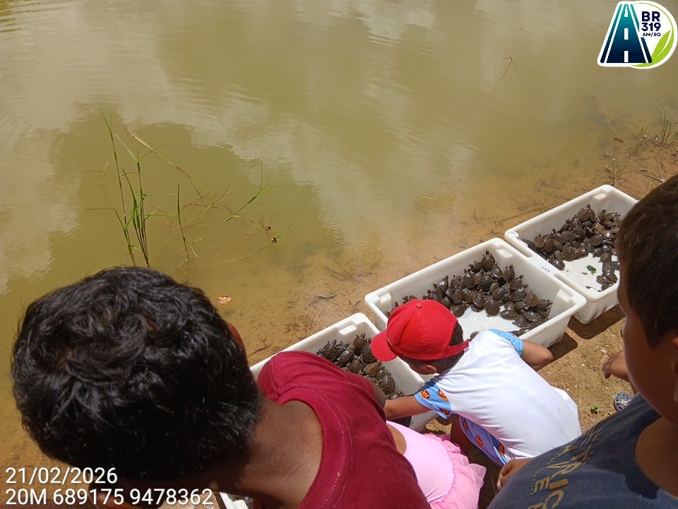 XVI Soltura de Quelônios da RDS Igapó-Açu devolve mais de 5 mil filhotes à natureza