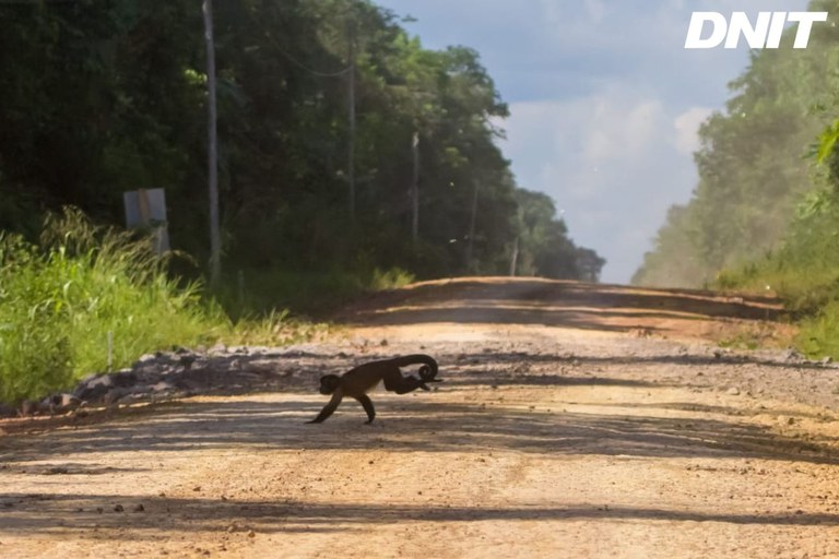 BR-319 - Travessia de Macaco-prego (Sapajus macrocephalus).jpg