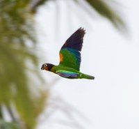 As cores e sons de aves tropicais da BR-319