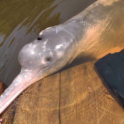 RDS - Igapó Aço - Km 261,00 (3).jpeg