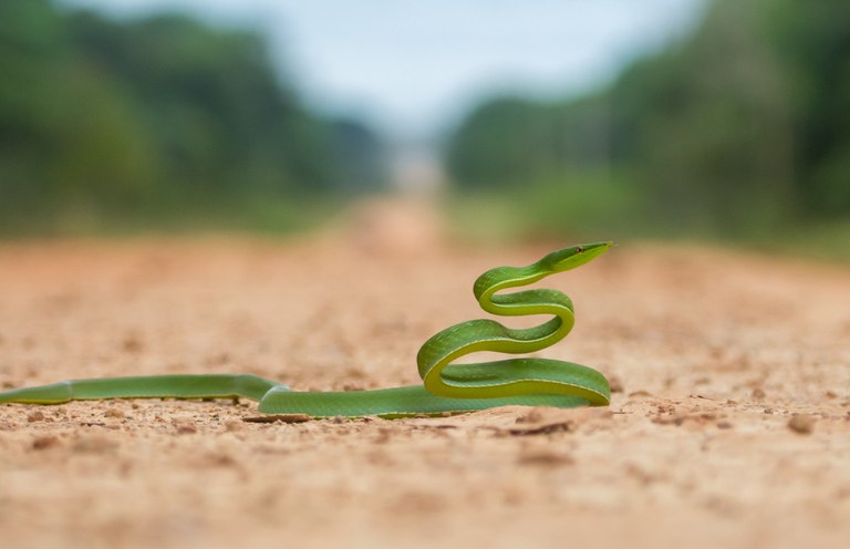 Cobra bicuda (Oxybelis fulgidus).jpg