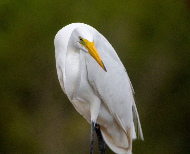 Garça-branca-grande (Ardea alba).jpg