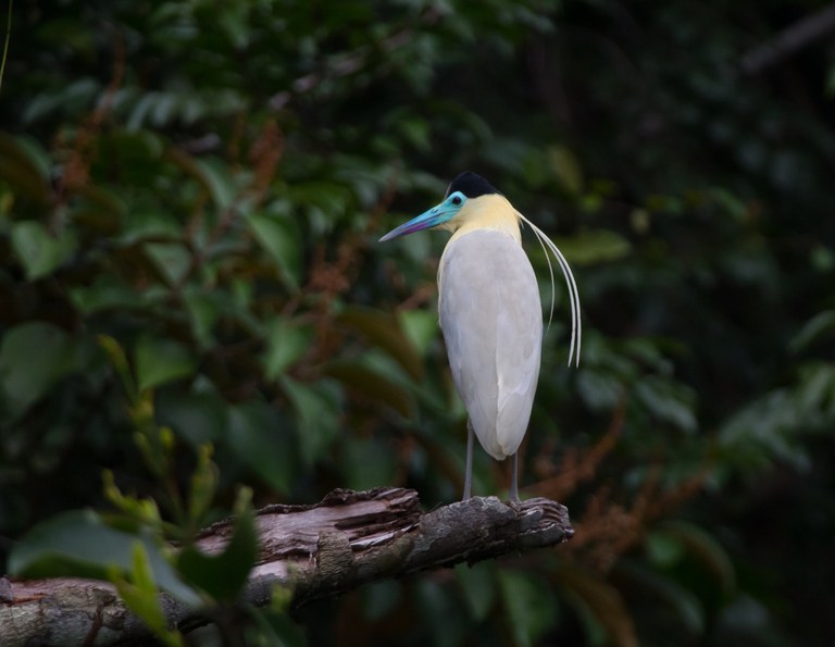 Garça-real (Pilherodius pileatus).jpg