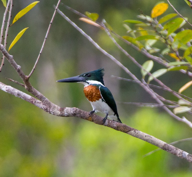 Martim-pescador-verde (Chloroceryle amazona).jpg