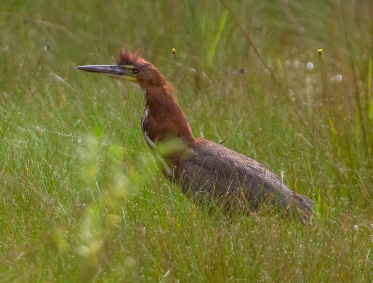 Socó-boi (Tigrisoma lineatum).jpg