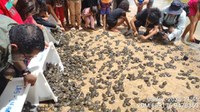 Comunidades do Igapó-Açu celebram soltura de 4,9 mil filhotes de tracajás