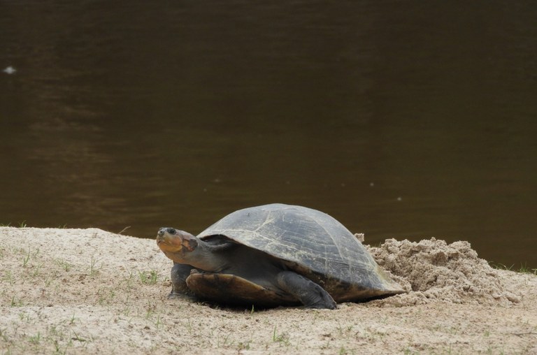 BR-319, km 260, coletadosovos Quelônios_RDSIgapoAçu -.JPG