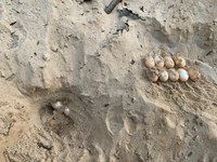 DNIT, em alusão ao Dia Mundial da Tartaruga, lembra a importância da conservação ambiental das espécies de quelônios da Amazônia