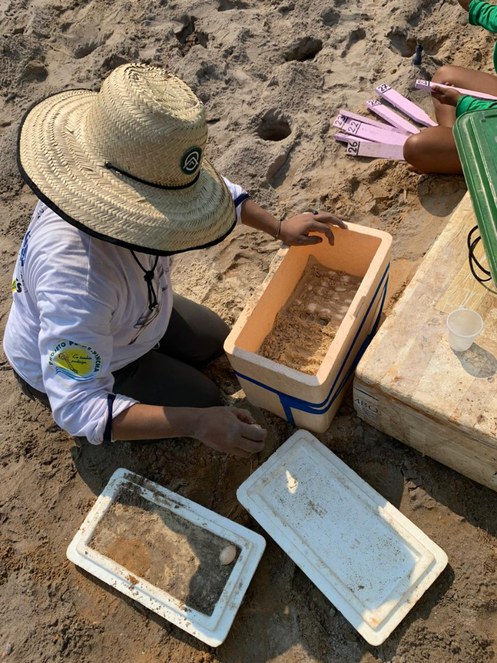 Pe de Pincha [coleta ovos]- Ago 2020 (25).jpeg