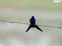 Equipe do Programa de Prevenção de Colisão da Fauna Silvestre registra beija-flor-tesoura na BR-319