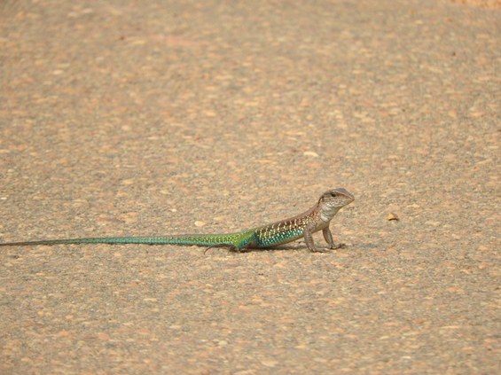 Calango verde - Ameiva ameiva.JPG