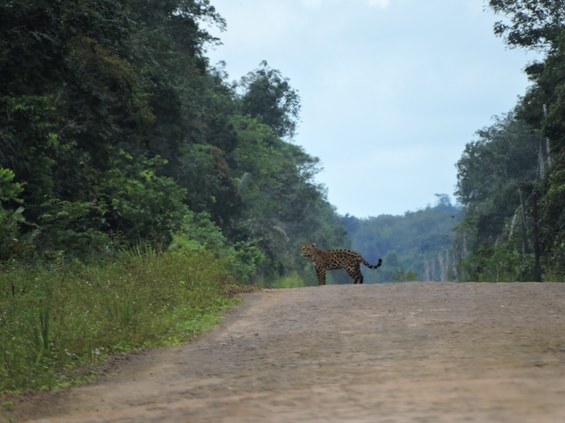 On‡a pintada - Panthera onca.JPG