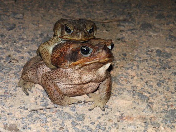 Sapo cururu - Rhinella marina.jpg