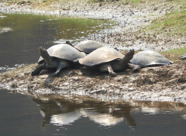 Tracaj s - Podocnemis unifilis.JPG