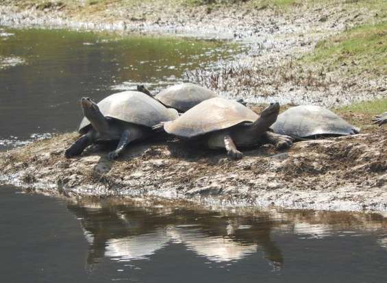 Tracaj s - Podocnemis unifilis.JPG