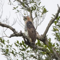 Gavião-de-penacho é avistado pela primeira vez na BR-319