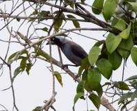 Pela primeira vez, equipe de Fauna do DNIT registra a gralha-da-campina, ave pouco conhecida na Amazônia