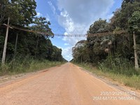 Protegendo a fauna na BR-319: soluções para reduzir os impactos na rodovia