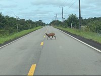 Semana de Proteção à Fauna na BR-319 celebra a vida selvagem e o trabalho contínuo de preservação na Amazônia