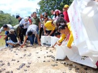 Soltura de mais de 4,2 mil filhotes de quelônios na Amazônia