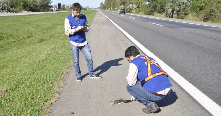 Biólogos do DNIT registram atropelamento de ave silvestre às margens da rodovia BR-116/392 no Rio Grande do Sul