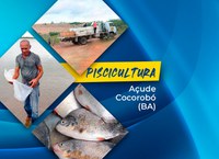 70 mil peixes foram distribuídos no Açude Cocorobó, em Canudos (BA)