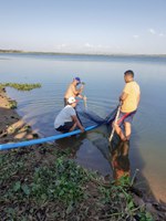Açude Lima Campos recebe 100 mil alevinos de tilápias