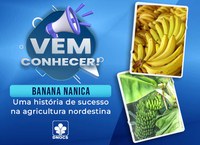 Banana-nanica: uma história de sucesso no Nordeste por meio do DNOCS