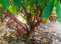 Dia do Chocolate: perímetros irrigados do DNOCS no Ceará produzem quase 96 toneladas de cacau por ano