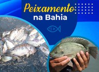 DNOCS realiza peixamento no Açude de Quicé, em Senhor do Bonfim na Bahia