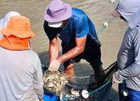 DNOCS realiza sete peixamentos em açudes públicos do Ceará com mais de 427 mil alevinos distribuídos