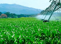 Perímetro Irrigado do DNOCS produz mais de um milhão de quilos de sementes de milho por ano