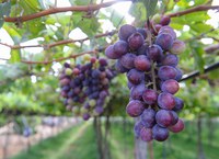 Perímetro Irrigado sob responsabilidade do DNOCS cultiva fruta milenar no Ceará