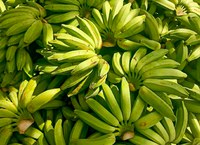 Perímetros do DNOCS exportam bananas para Europa e Oriente Médio