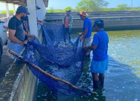 Segurança alimentar: DNOCS distribui 70 mil alevinos em Alagoas