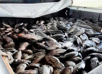 Semana Santa: DNOCS distribui 6 toneladas de peixes para a população do sertão alagoano
