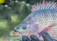 Tilápia: conheça a versatilidade desse peixe de água doce