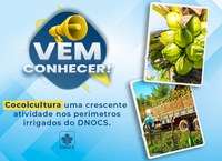 Vem conhecer a cocoicultura, uma das atividades mais cultivadas nos perímetros do DNOCS