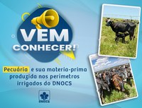 Vem conhecer a pecuária, uma das atividades realizadas nos Perímetros Irrigados do DNOCS