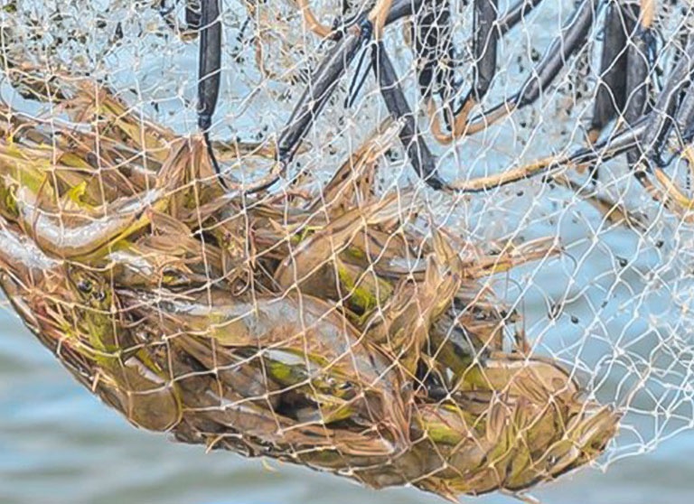 pesca de camarão