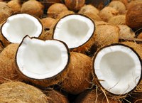 Vem conhecer a cocoicultura, uma das atividades mais cultivadas nos perímetros do DNOCS