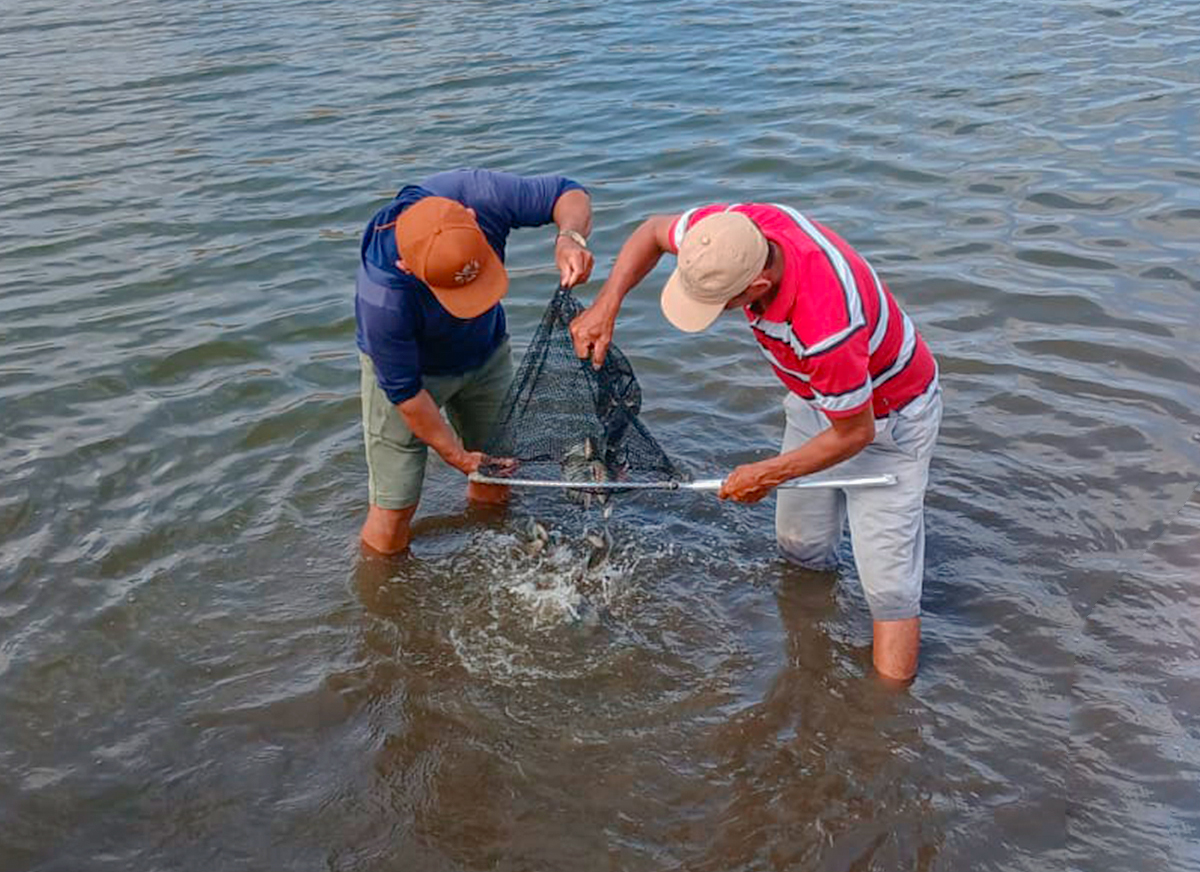 DNOCS realiza peixamento no Açude Ema em Iracema/CE