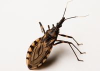 Especialista da Rede Ebserh chama atenção sobre cuidados contra a doença de Chagas