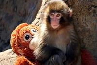 Psicólogo do Humap-UFMS explica comoção pelo macaquinho Punch