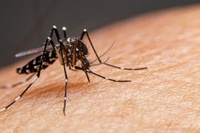 Dengue: Como identificar, tratar e prevenir