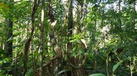 Concessões das Florestas Nacionais de Canela e São Francisco de Paula (RS) avançam no TCU